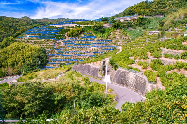 有田市のみかん畑